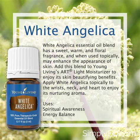 angel youngs oil|young living white angelica oil.